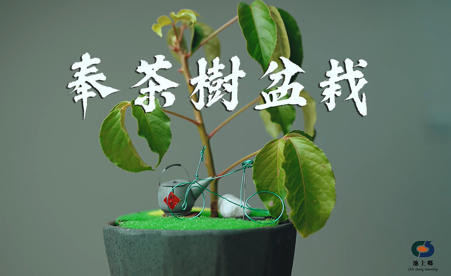 池上鄉公所辦理奉茶樹盆栽造景教學影片，影片內容如上方文字說明與網頁連結